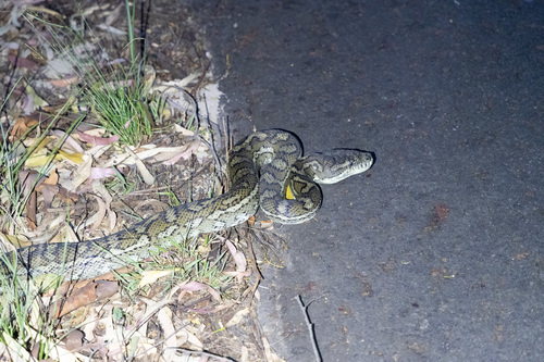 Coastal Carpet Python sighting