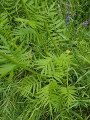 Valeriana officinalis