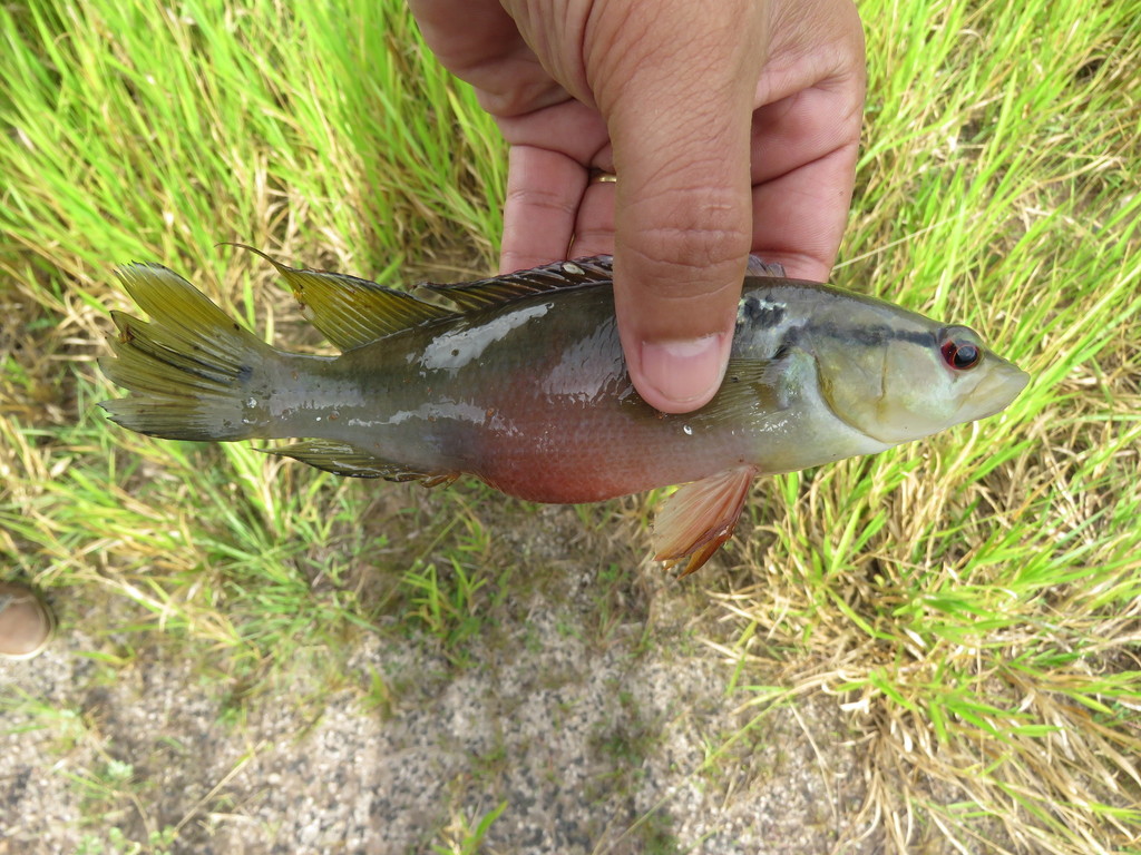 Pike Cichlid