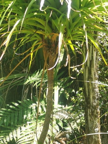 Image of Neinei (Dracophyllum latifolium) by no rights reserved