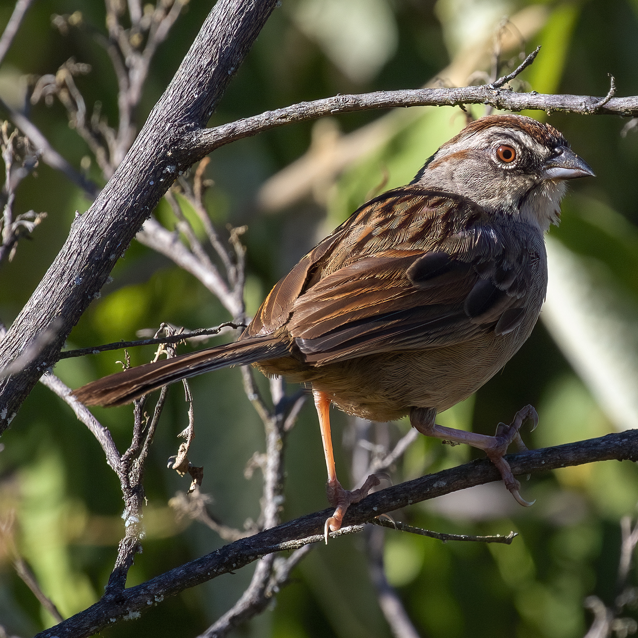 Oaxaca Sparrow (Aimophila notosticta), photo 7