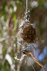 Icterus bullockii