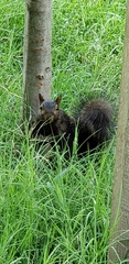 Sciurus carolinensis