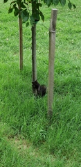 Sciurus carolinensis