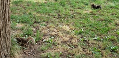 Sciurus carolinensis