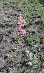 Ipomopsis aggregata collina