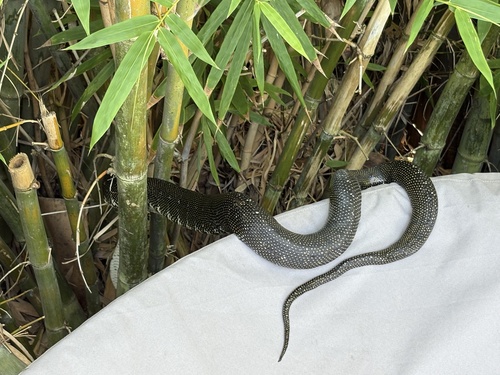 Diamond Python sighting