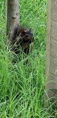 Sciurus carolinensis