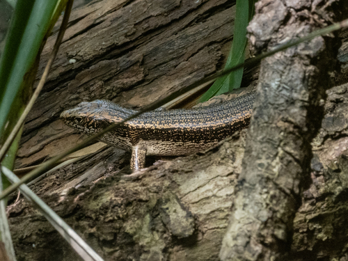Falla's Skink, Oligosoma fallai
