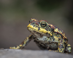 Atacama Toad photo 2