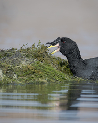 Horned Coot photo 5