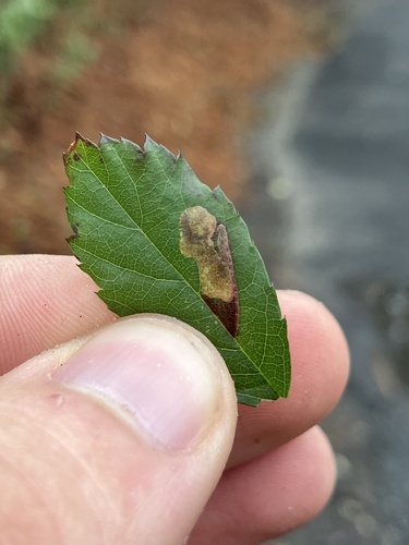 Ectoedemia rubifoliella photo 2