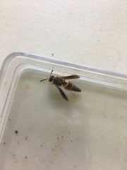 Euodynerus crypticus