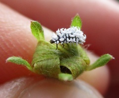 Coccinellidae