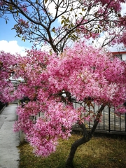 Chionanthus pubescens