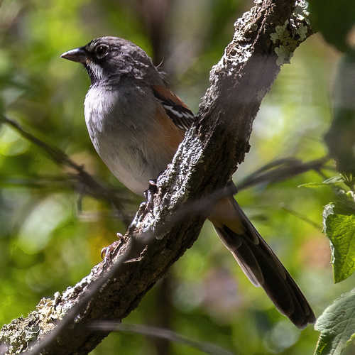 Bridled Sparrow (Peucaea mystacalis), photo 5