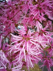 Chionanthus pubescens