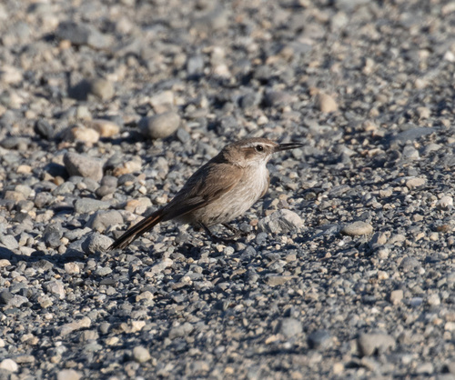 Band-tailed Earthcreeper (Ochetorhynchus phoenicurus), photo 9