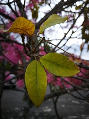 Chionanthus pubescens