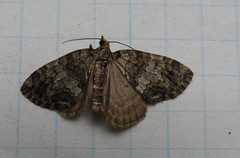 Hydriomena transfigurata