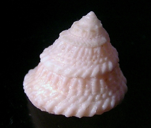 American Star Shell
