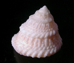 American Star Shell