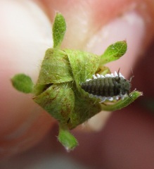 Coccinellidae