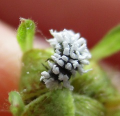 Coccinellidae