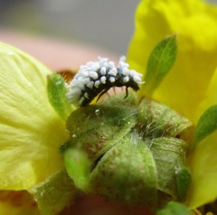 Coccinellidae