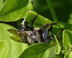 Xylocopa splendidula