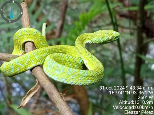 Photo of a Guatemala Palm Pit Viper (Bothriechis bicolor)