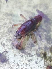 Procambarus steigmani