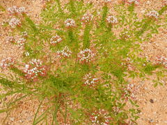 Polanisia dodecandra trachysperma