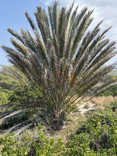 Phoenix dactylifera, 2024-12-27