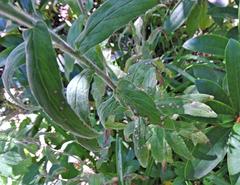 Podosphaera epilobii