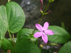 Pseuderanthemum alatum