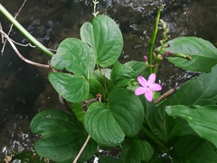 Pseuderanthemum alatum