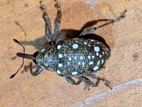 Marshallius multiguttatus