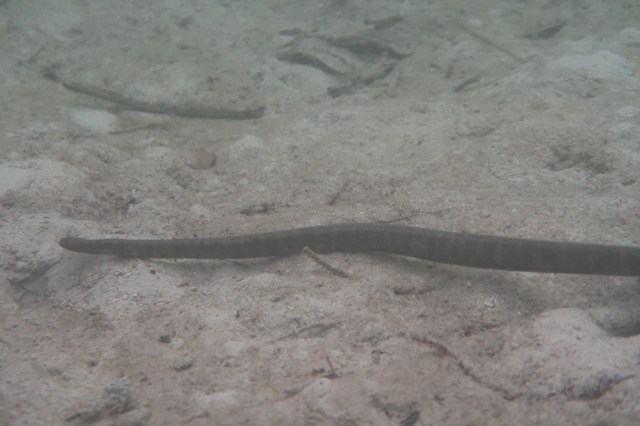 Acrochordus granulatus (Schneider, 1799)
