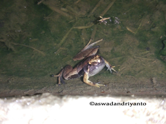 Microhyla achatina
