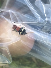 Enoclerus lunatus
