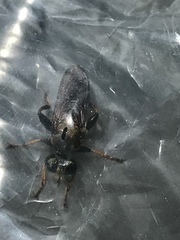 Lampria rubriventris