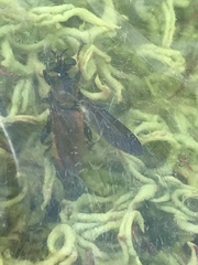 Lampria rubriventris