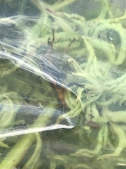 Lampria rubriventris