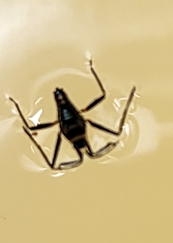 Rhagovelia australica observed 2024-12-28