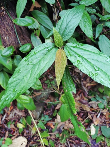 Image of Boehmeria zollingeriana by (c) Rick Chou, some rights reserved (CC BY)