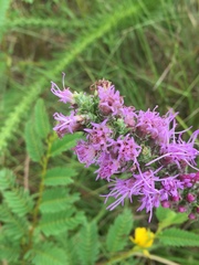 Liatris acidota