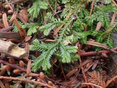 Selaginella kraussiana — photo 2