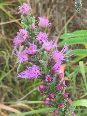 Liatris acidota