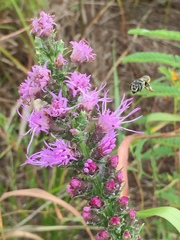 Liatris acidota